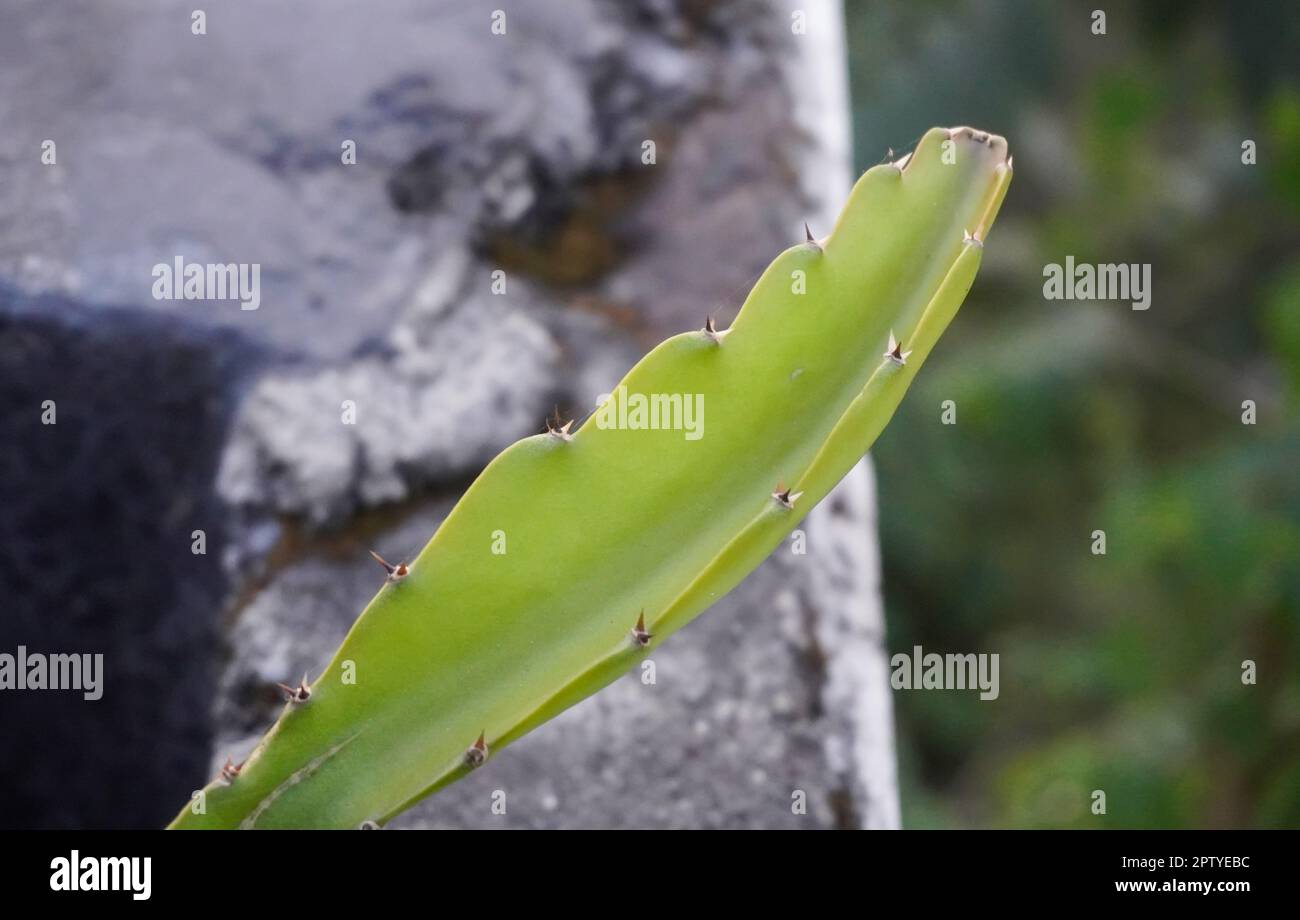Parte superiore dell'albero di Cactus isolato su bacground sfocato. Euphorbia aggregata cactus dal Sudafrica. Immagine closeup di euforbia ingens cactus alberi. Foto Stock