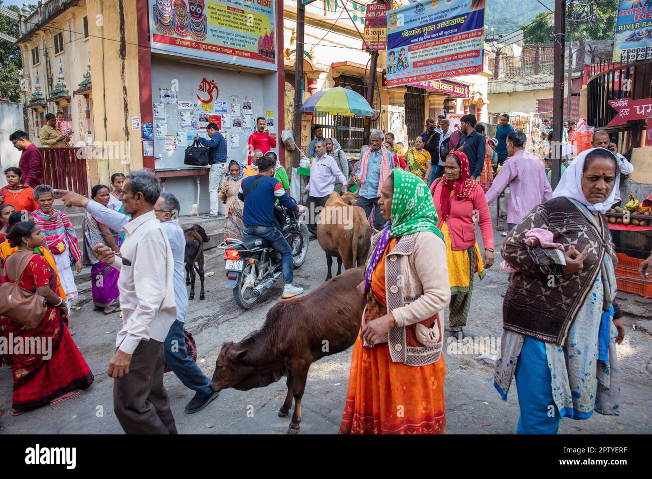India, Uttarakhand, Rishikesh, persone che attraversano. Mucca. Foto Stock