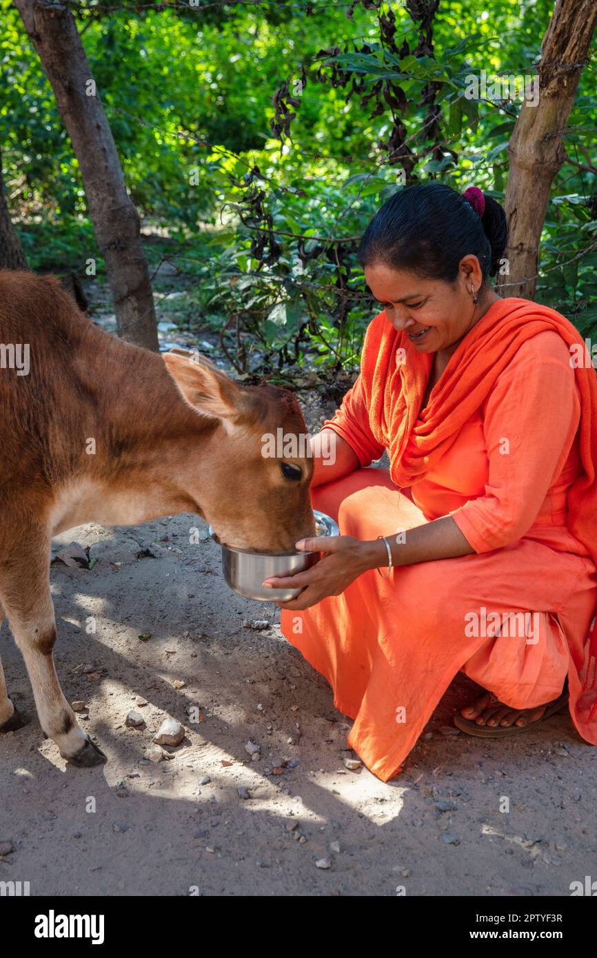 India, Uttarakhand, Rishikesh, Donna che alimenta mucca. Foto Stock