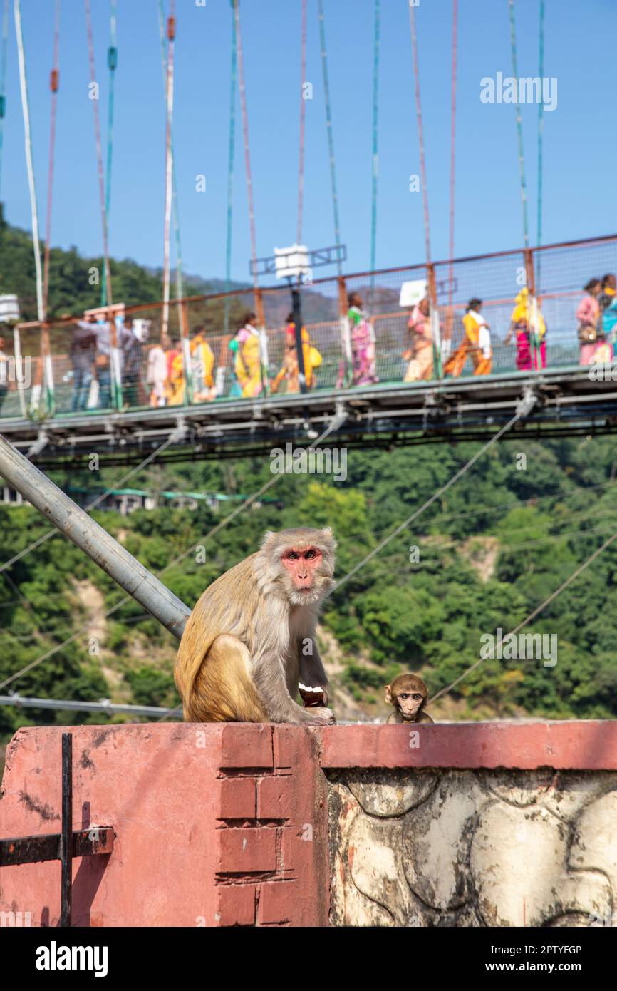 India, Mumbai, India, Mumbai, India Ponte RAM Jhula. Macachi rhesus scimmia e giovane. Foto Stock