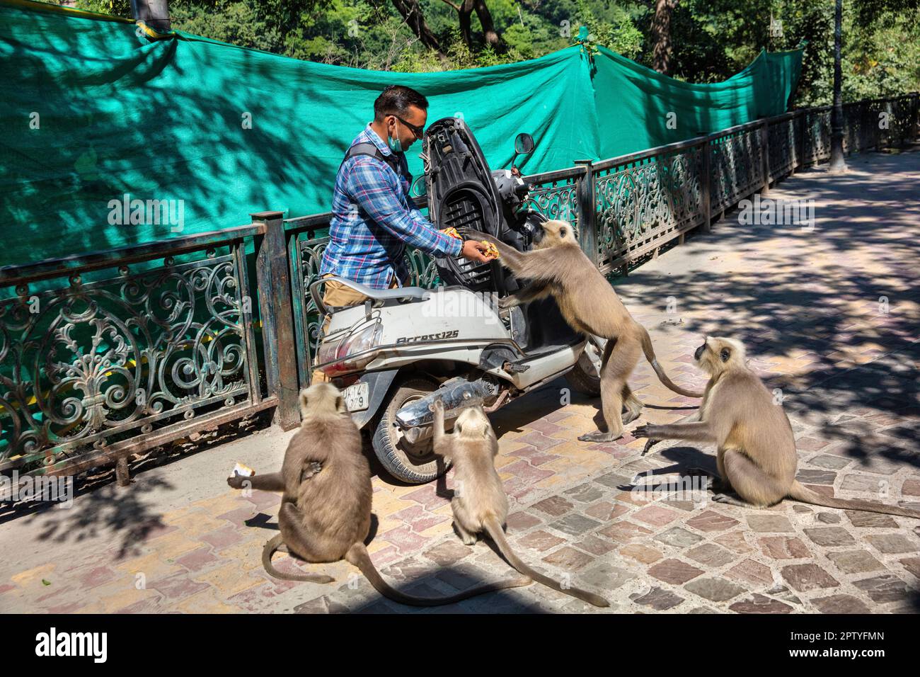 India, Uttarakhand, Rishikesh, scimmie langur grigie. (Semnopithecus priam thersites ) chiedere cibo. Foto Stock