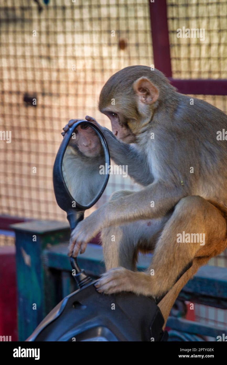 India, Uttarakhand, Rishikesh, Rhesus macaques scimmia guarda in specchio di scooter. Foto Stock