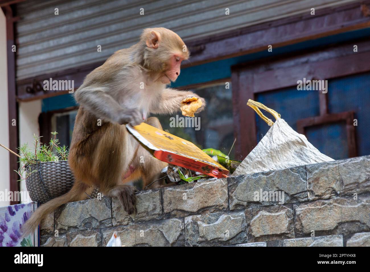India, Uttarakhand, Rishikesh, scimmia langur grigia. (Sempopithecus priam thersites ) esplora il sacchetto dei rifiuti. Foto Stock
