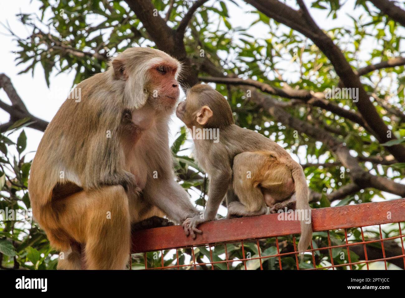 India, Uttarakhand, Rishikesh, scimmie macaques del Rhesus. Madre e giovane. Foto Stock