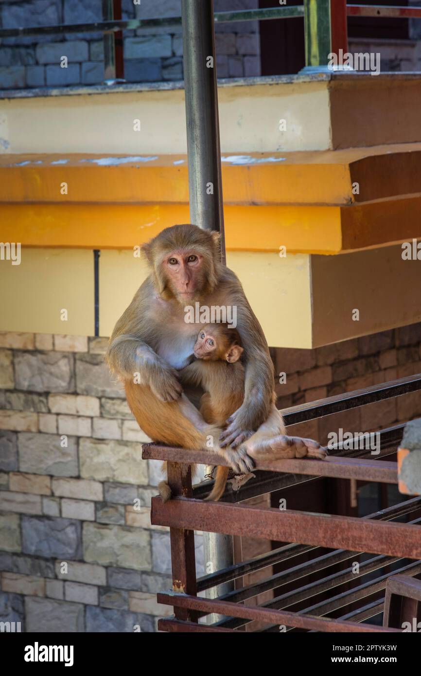 India, Uttarakhand, Rishikesh, scimmie macaques del Rhesus. Madre e giovane. Foto Stock