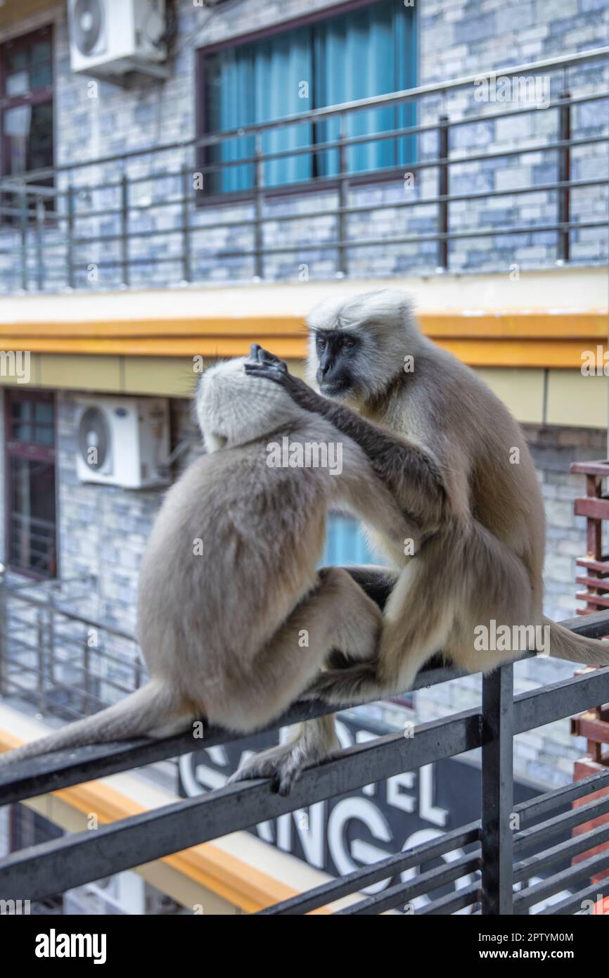 India, Uttarakhand, Rishikesh, scimmie langur grigie. (Sempopithecus priam Thersites) sul balcone dell'hotel. Foto Stock