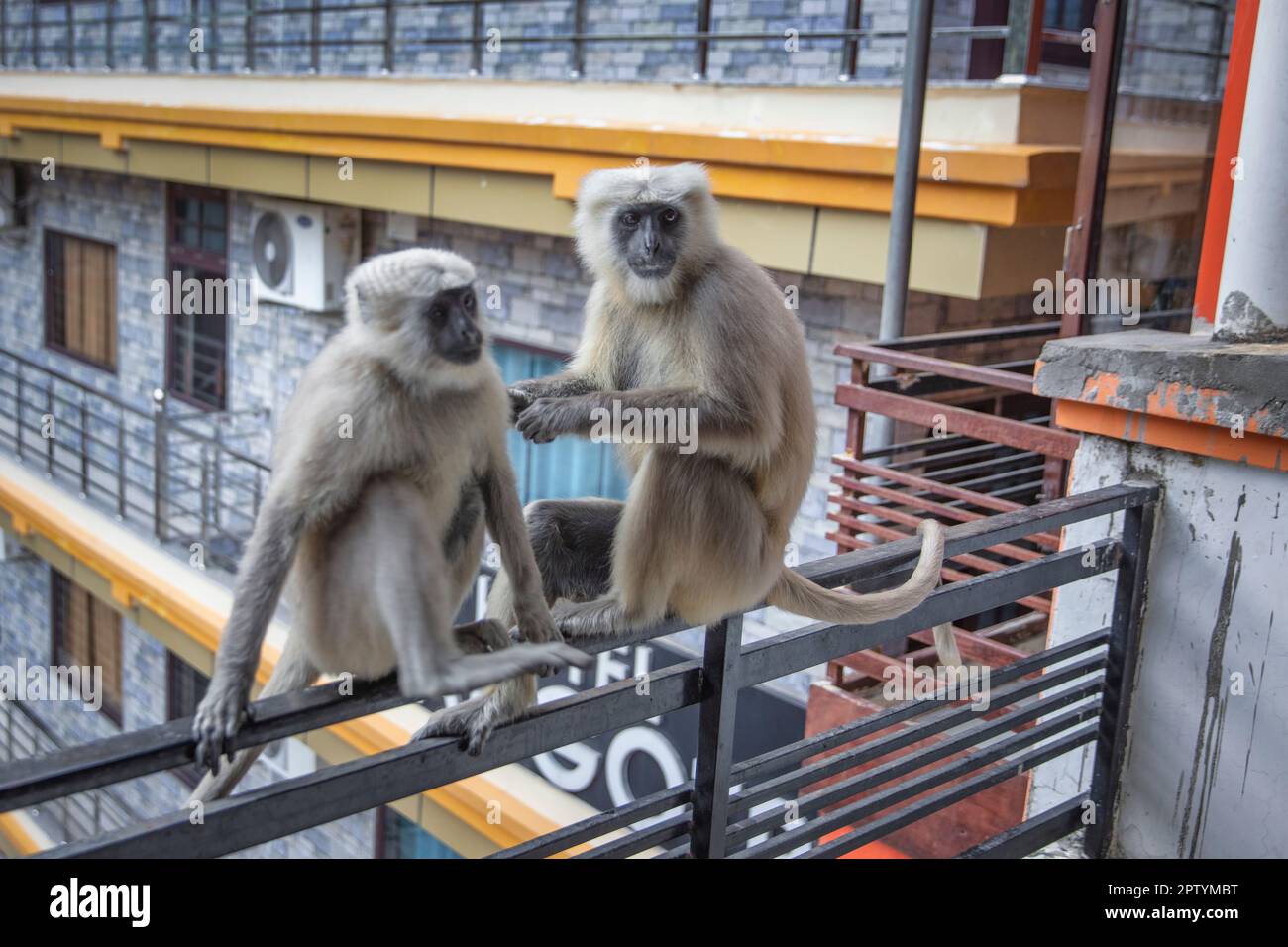 India, Uttarakhand, Rishikesh, scimmie langur grigie. (Sempopithecus priam Thersites) sul balcone dell'hotel. Foto Stock