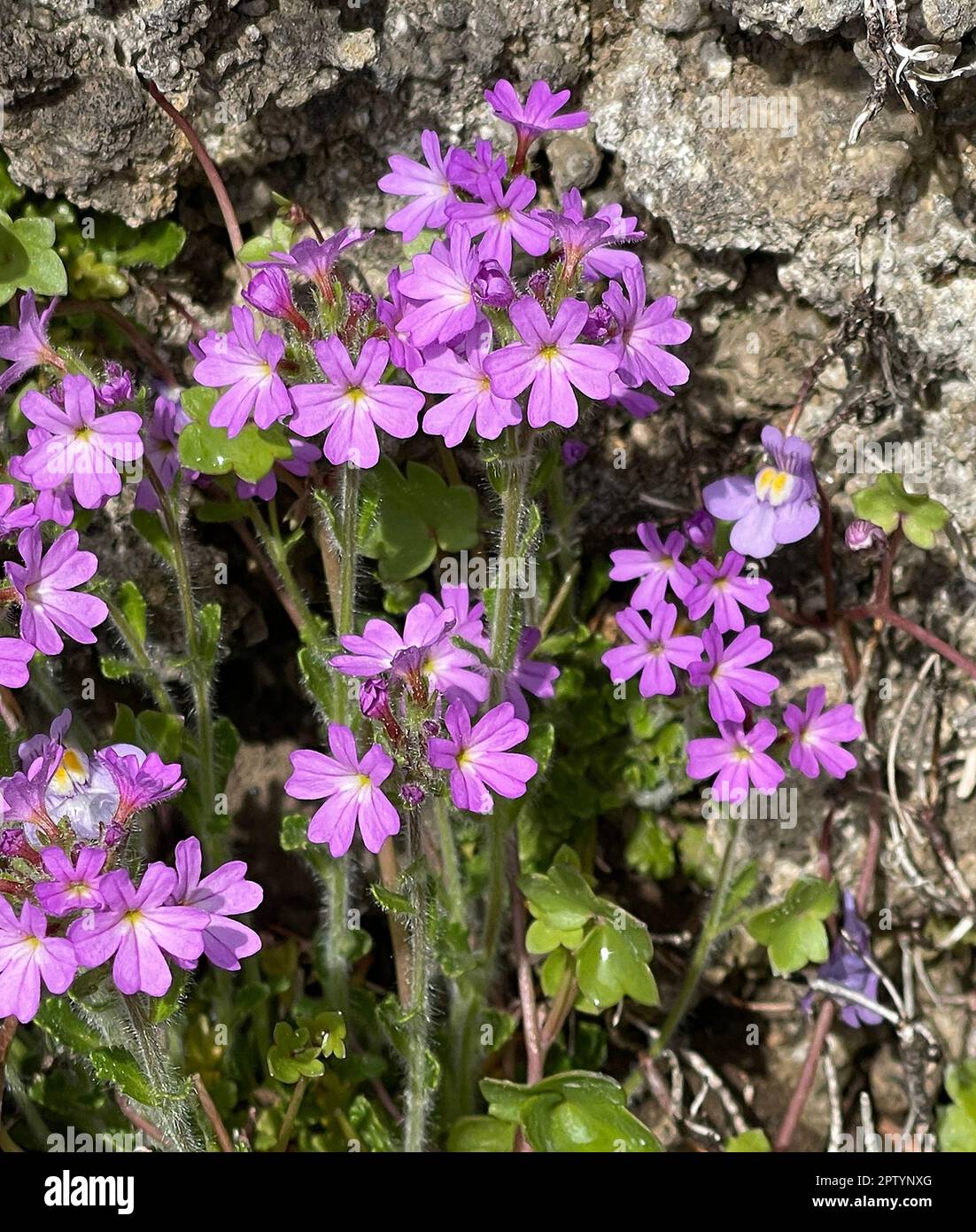 Alpenbalsam, Erinus alpinus ist eine langbluehende Steingartenstaude mit zierlichen Lippenblueten zwischen mai und August. Balsam alpino, Erinus alpin Foto Stock