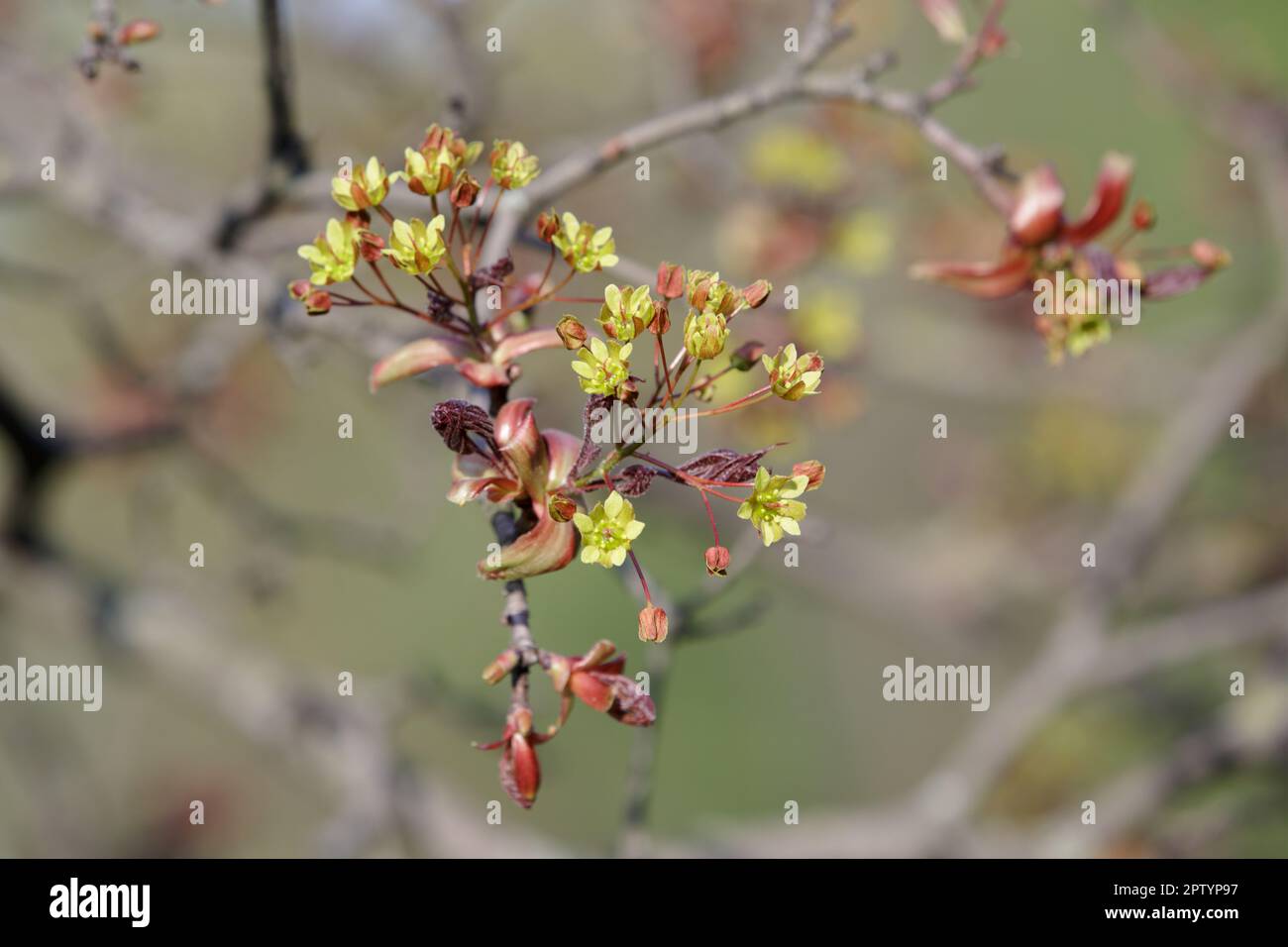 Acero fiori. Ramo di acero fiorito con semi in primavera. Primo piano di fiori e foglie giovani dell'acero (Acer platanoides) Foto Stock