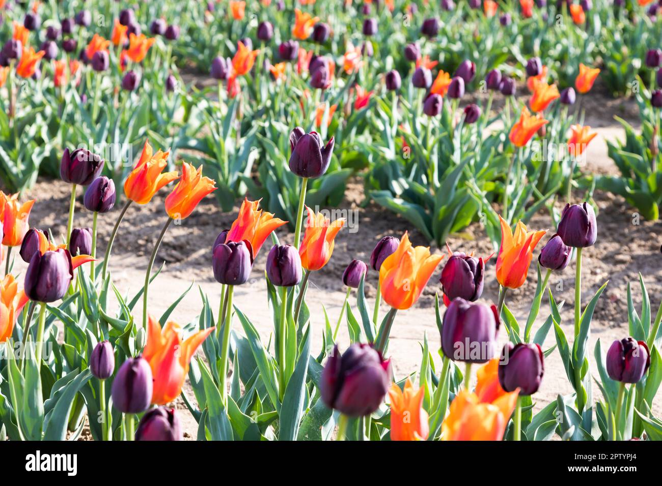 Campo tulipani in fiore in Olanda, primavera - bellissimo sfondo multicolore, luce del sole Foto Stock
