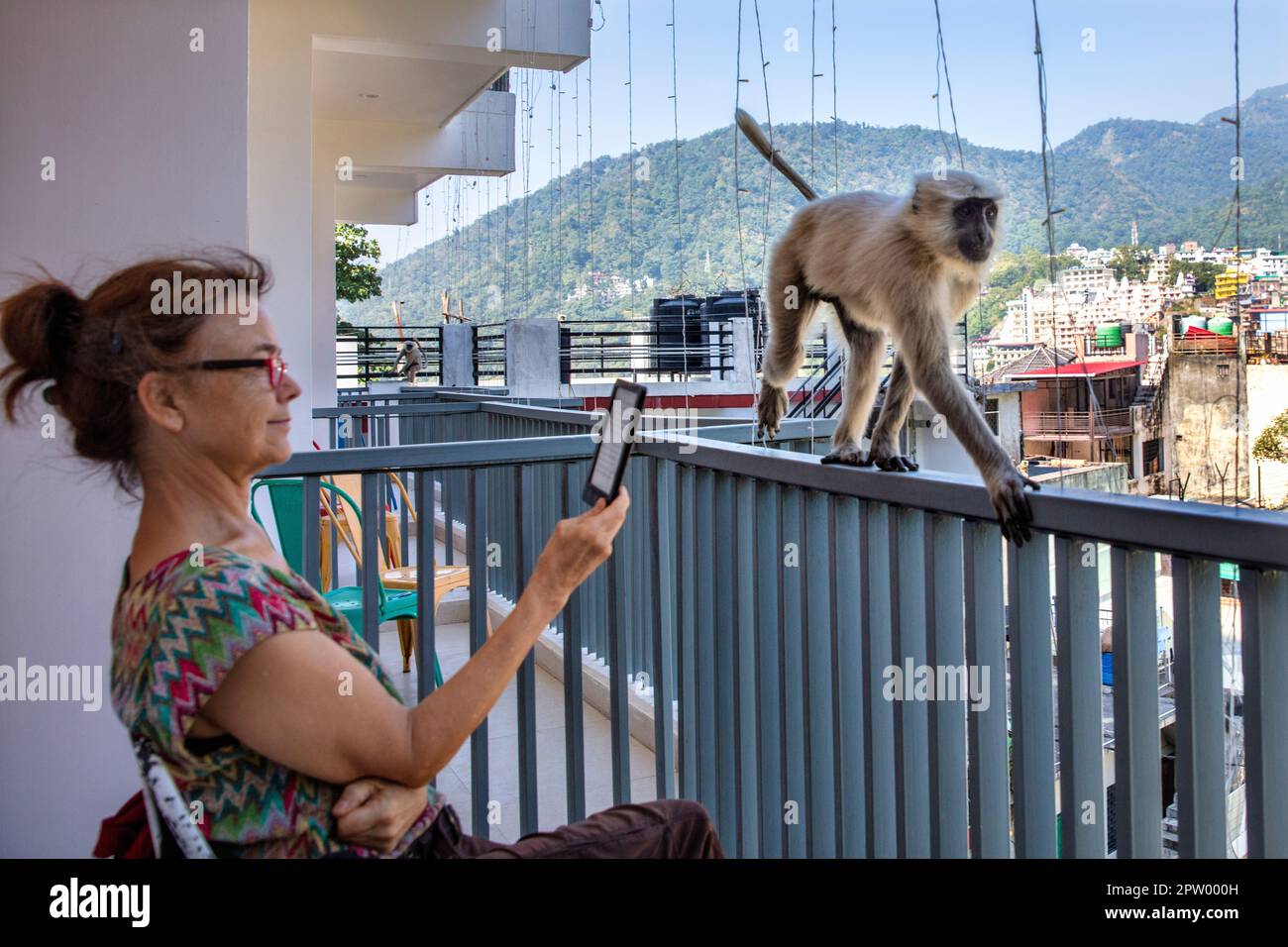 India, Uttarakhand, Rishikesh, scimmia langur grigia. (Sempopithecus priam thersites) sul balcone dell'hotel e turistico. Foto Stock