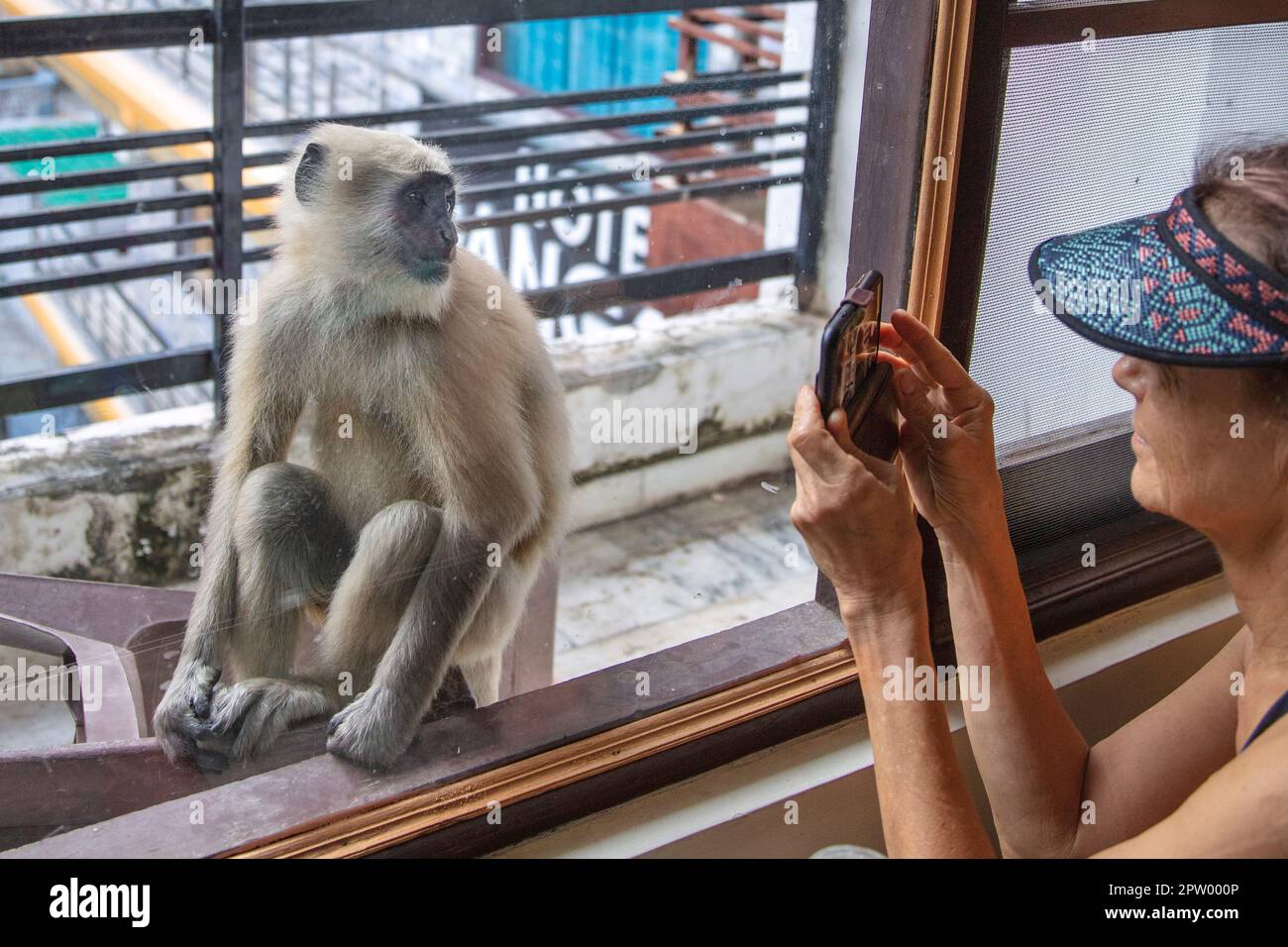 India, Uttarakhand, Rishikesh, scimmia langur grigia. (Sempopithecus priam thersites) sul balcone dell'hotel e turistico. Foto Stock