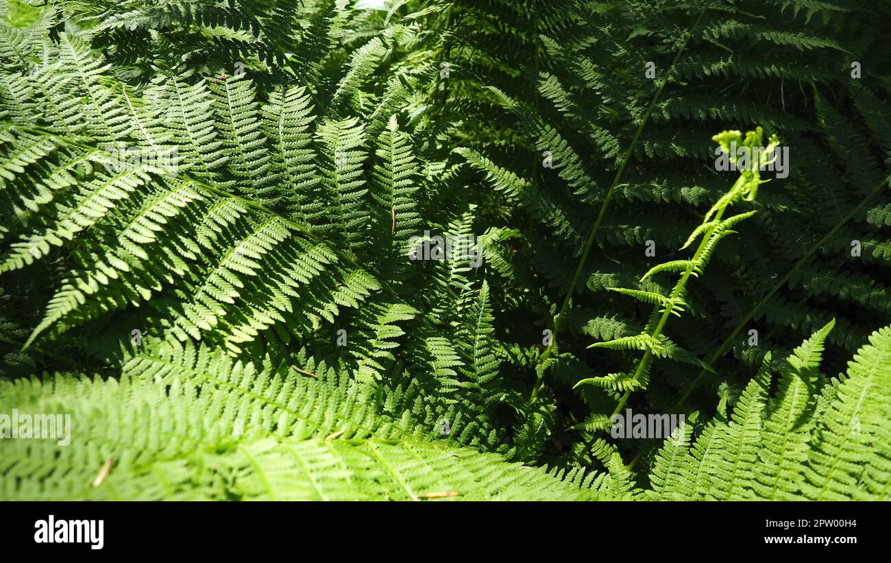 Pianta a forma di Fern nella foresta. Belle e graziose foglie verdi. Polypodiphyta, un dipartimento di piante vascolari che comprende felci moderni e antichi Foto Stock