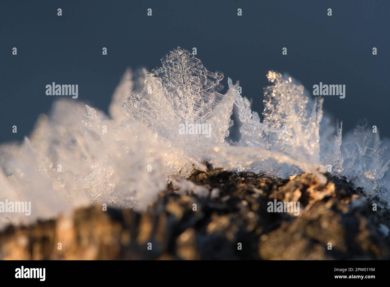 Cristalli di ghiaccio che si sono formati su un tronco di albero e sono cresciuti in altezza. Scatto invernale da Brandeburgo Foto Stock