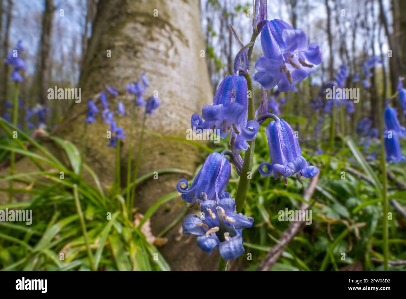 Primo piano di bluebells (Endymion nonscriptus) in fiore nella foresta di faggio in primavera Foto Stock