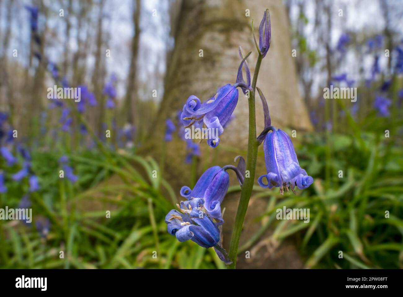 Primo piano di bluebells (Endymion nonscriptus) in fiore nella foresta di faggio in primavera Foto Stock