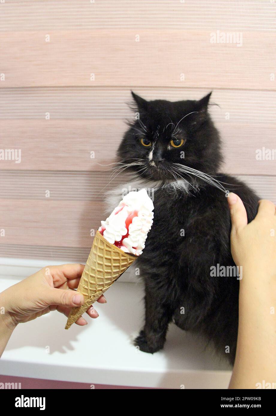 gatto nero che guarda al gelato s in una tazza di waffle. Gatto sorpreso con gelato. Museruola felina. Donna che offre gelato per gli animali domestici. carino gatto divertente licks i Foto Stock