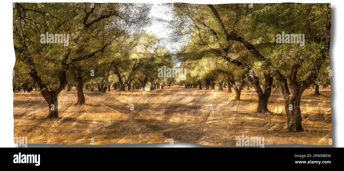 Immagine creativa dell'olivo. Design vintage, sfondo naturale, nessuno Foto Stock