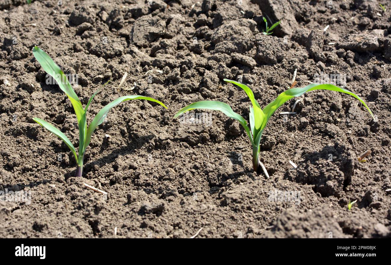 In primavera, giovani germogli di mais salirono su un campo agricolo Foto Stock