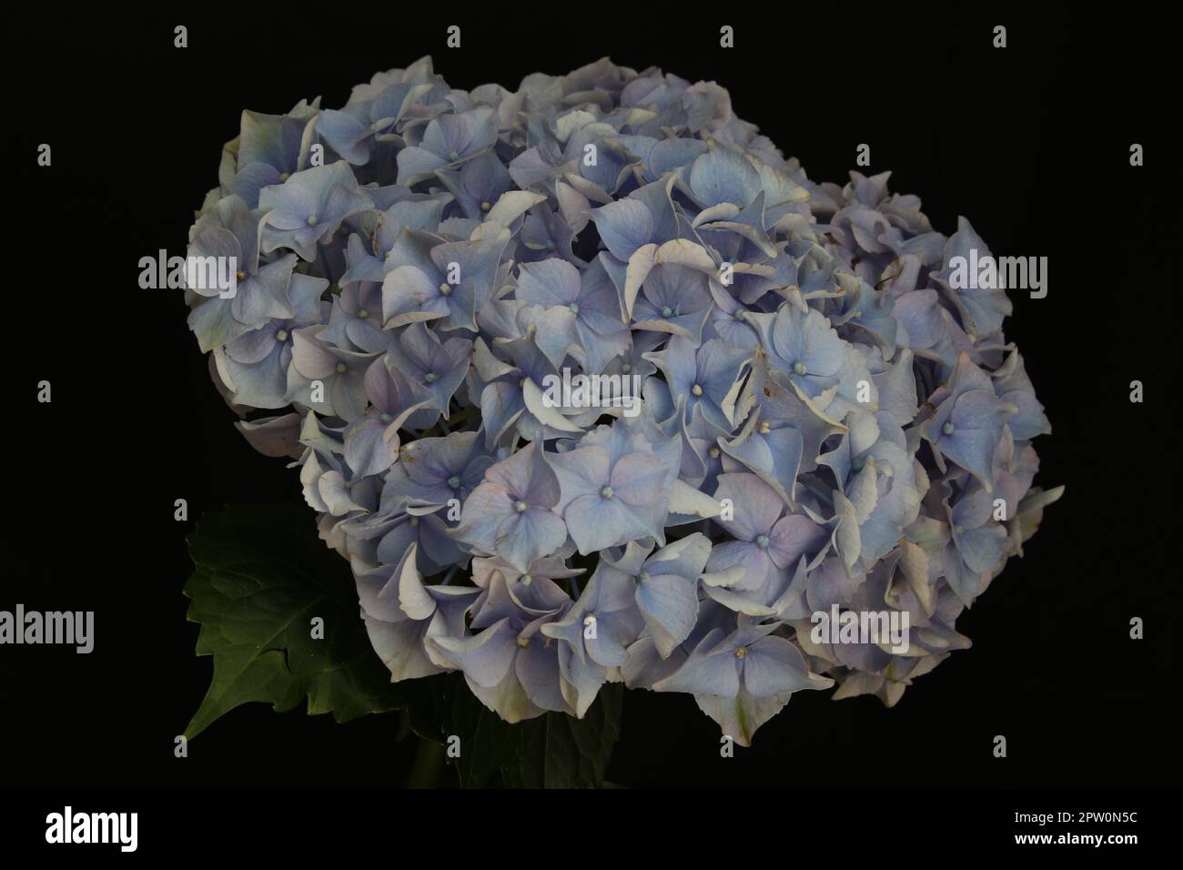 Foto di vita morta di una singola idrangea blu Foto Stock
