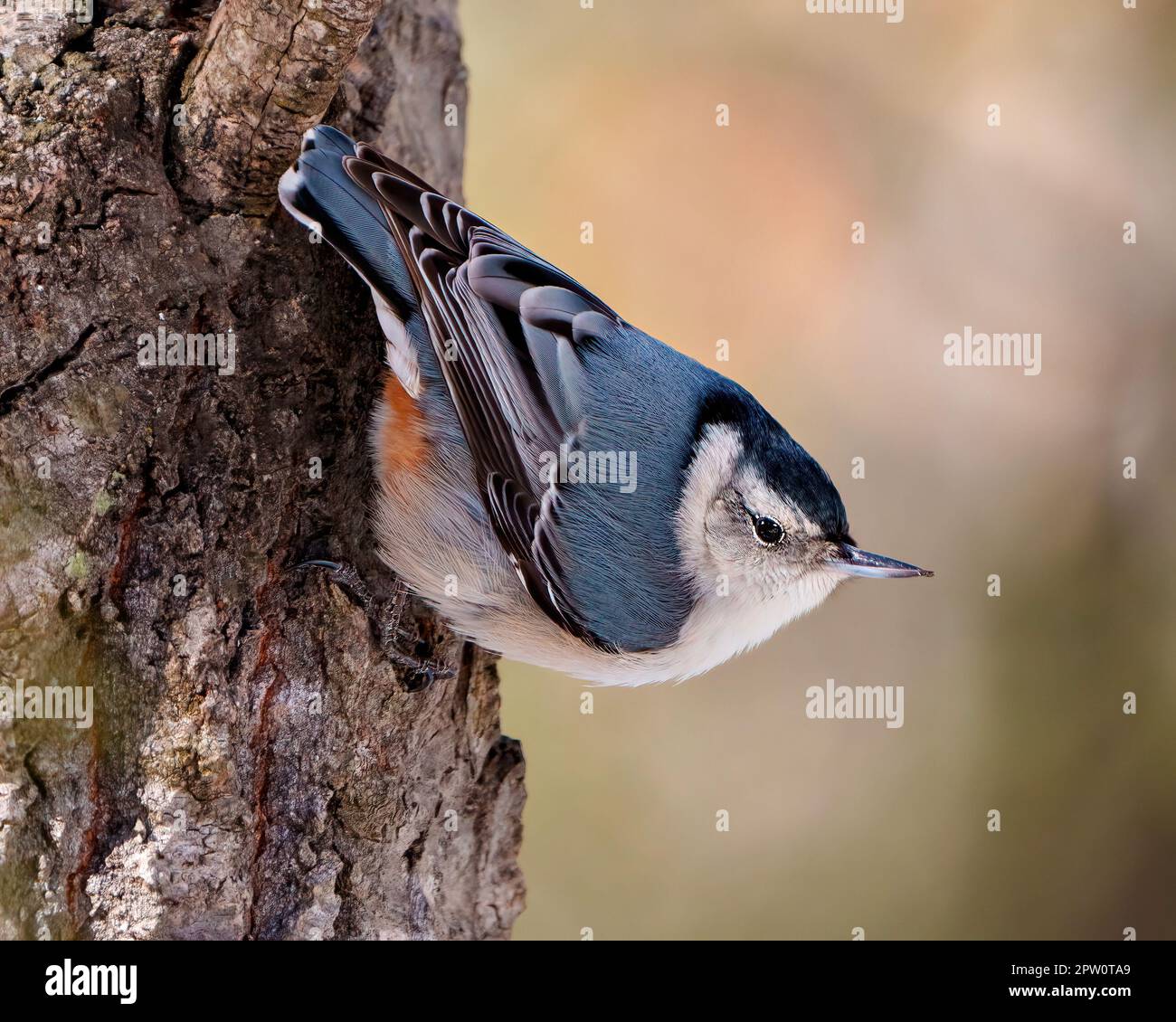 Nuthatch bianco-breasted aggrappato su un tronco di albero con uno sfondo sfocato nel suo ambiente e habitat circostante. Nuthatch Ritratto guardando verso il basso. Foto Stock Nuthatch bianco-breasted aggrappato su un tronco di albero con uno sfondo sfocato nel suo ambiente e habitat circostante. Nuthatch Ritratto guardando verso il basso. Foto Stock