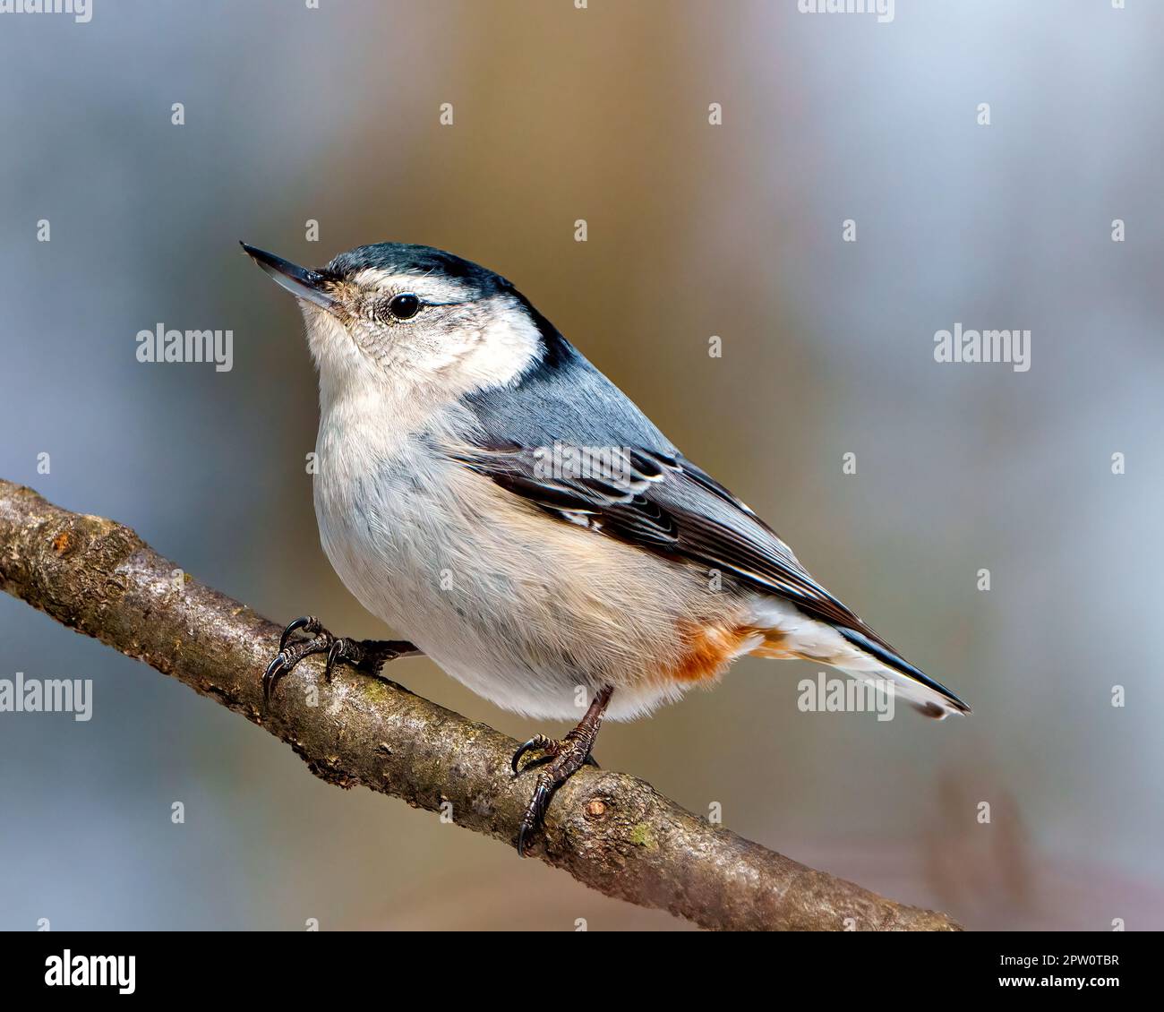 Nuthatch bianco-breasted arroccato su un ramo di albero con uno sfondo sfocato nel suo ambiente e habitat circostante. Ritratto Nuthatch. Nuthatch Pictur Foto Stock Nuthatch bianco-breasted arroccato su un ramo di albero con uno sfondo sfocato nel suo ambiente e habitat circostante. Ritratto Nuthatch. Nuthatch Pictur Foto Stock
