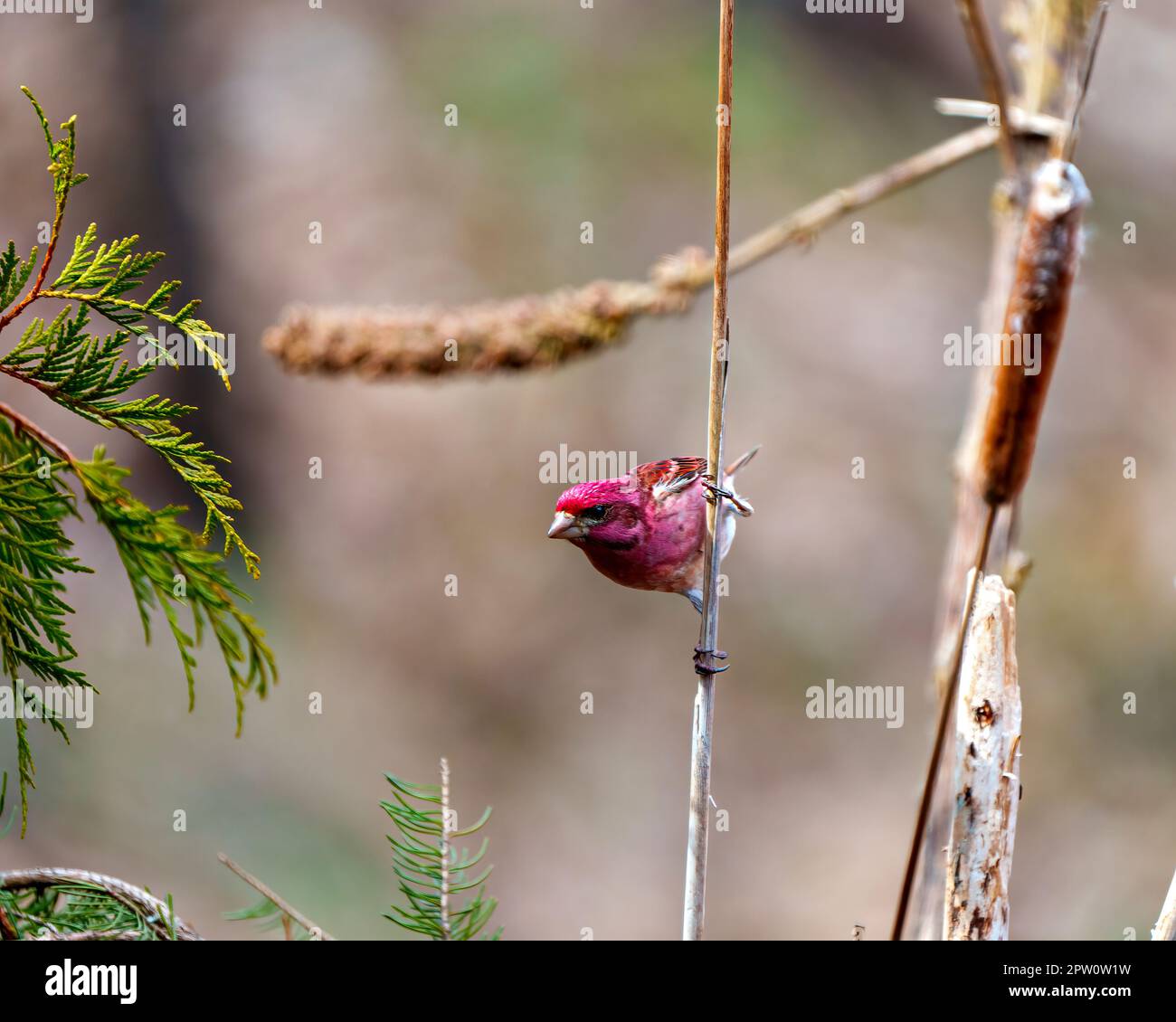 Purple Finch maschio primo piano vista profilo, appollaiato su un ramoscello di cattail che mostra piumaggio di colore rosso con uno sfondo sfocato nel suo ambiente. Finch Foto Stock