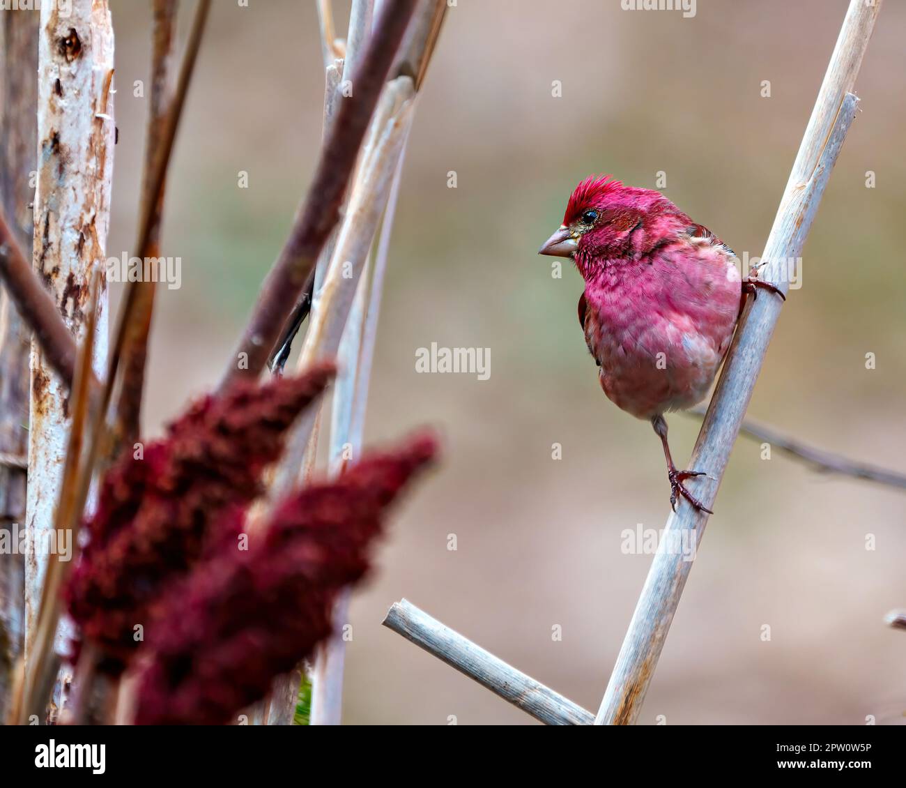Purple Finch maschio primo piano vista profilo, arroccato su un rametto di cattaill che mostra piumaggio di colore rosso con uno sfondo sfocato nel suo ambiente. Finch. Foto Stock