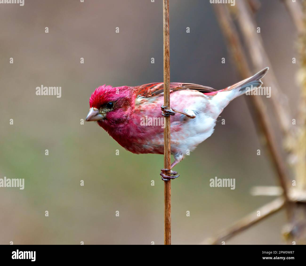 Purple Finch maschio primo piano vista profilo, arroccato su un ramoscello di cattaglia che mostra piumaggio di colore rosso con uno sfondo sfocato nel suo ambiente e habitat Foto Stock