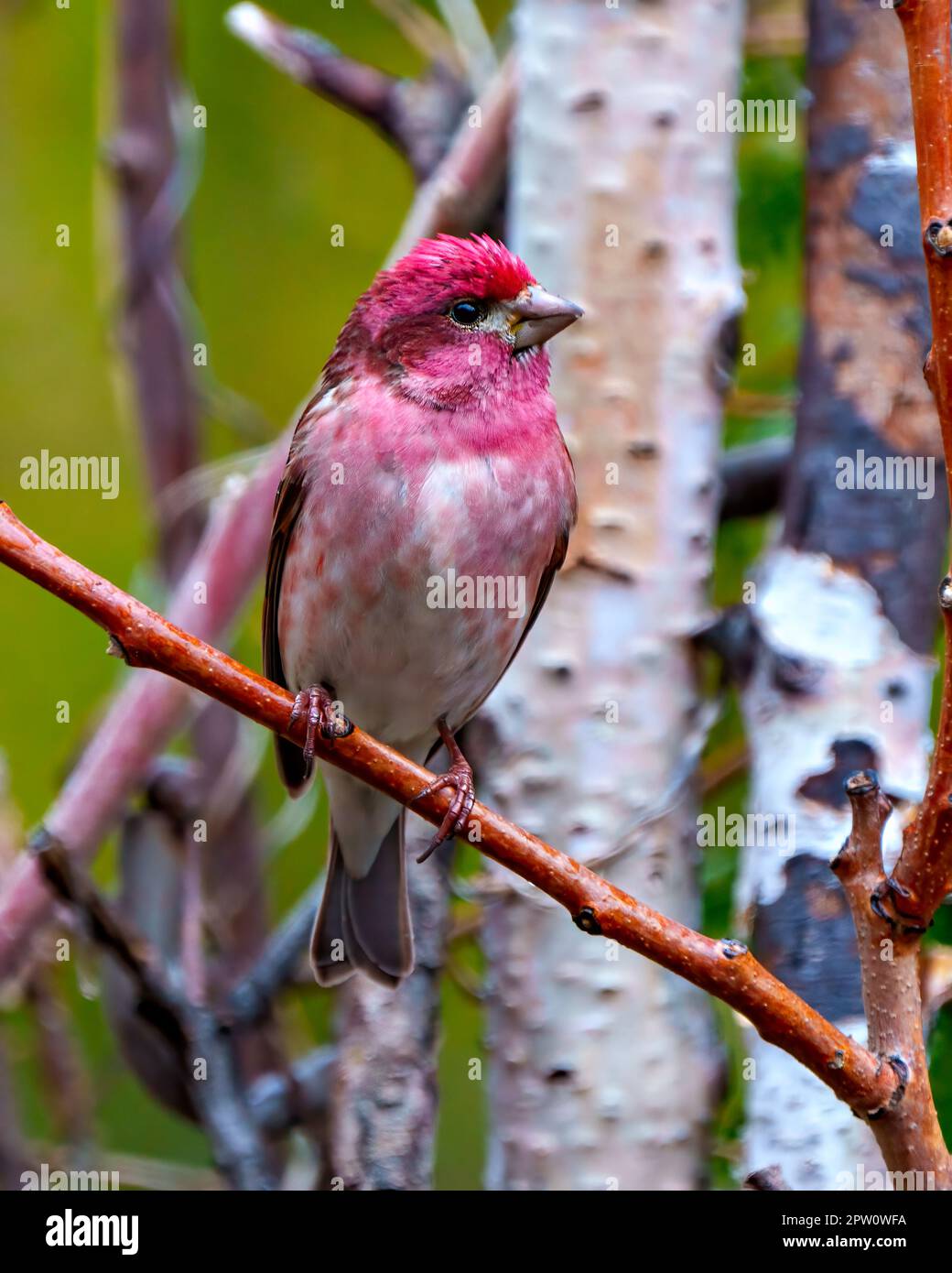 Porpora Finch maschio primo piano vista frontale, arroccato su un ramo che mostra con uno sfondo di foresta sfocata nel suo ambiente e habitat. Finch Picture (Finch Picture). Foto Stock