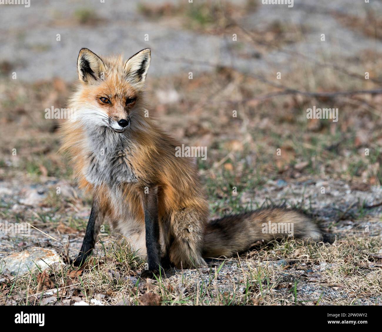 Volpe rossa seduta con sfondo sfocato in primavera che mostra coda di volpe, pelliccia, nel suo ambiente e habitat. Immagine. Verticale. Foto. Immagine FOX Foto Stock