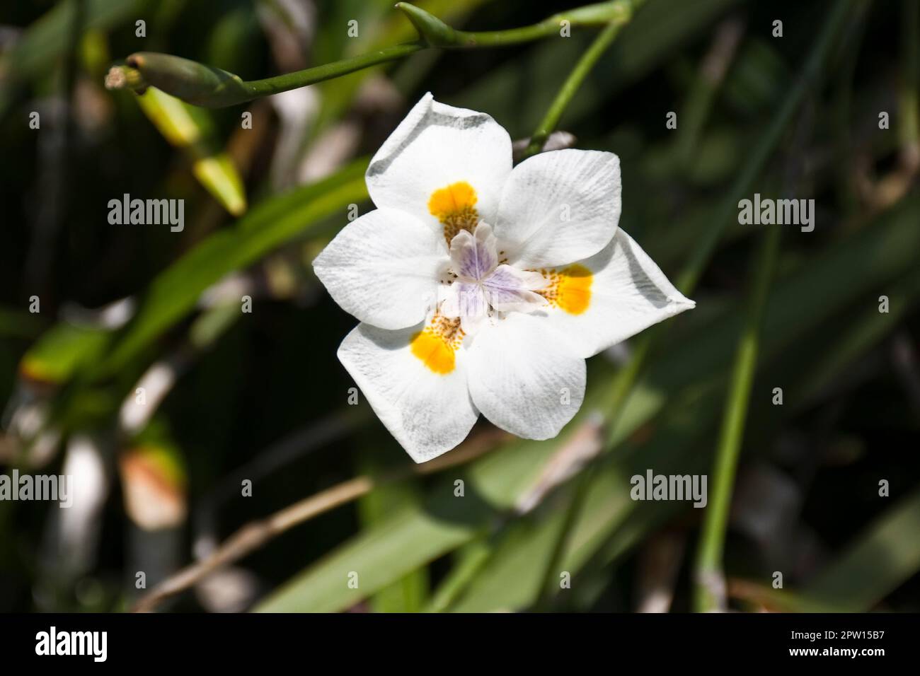 Bella e delicata Oleander bianco (oleandro di Nerium) fiori con foglie verdi fiorito in estate Foto Stock