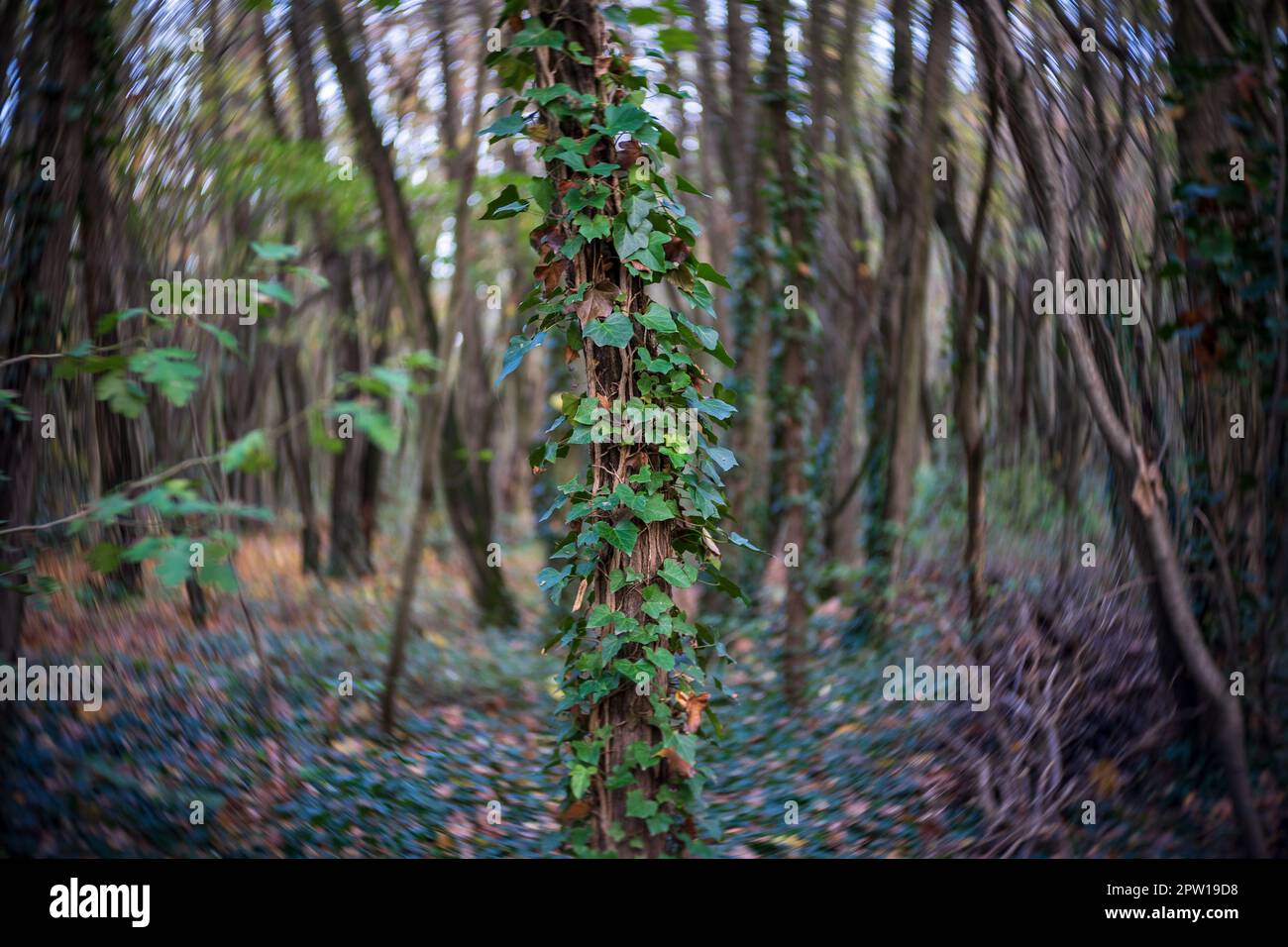 Tronco d'albero coperto di edera. Sfondo. Profondità di campo bassa. Bokeh vortice. Foto Stock