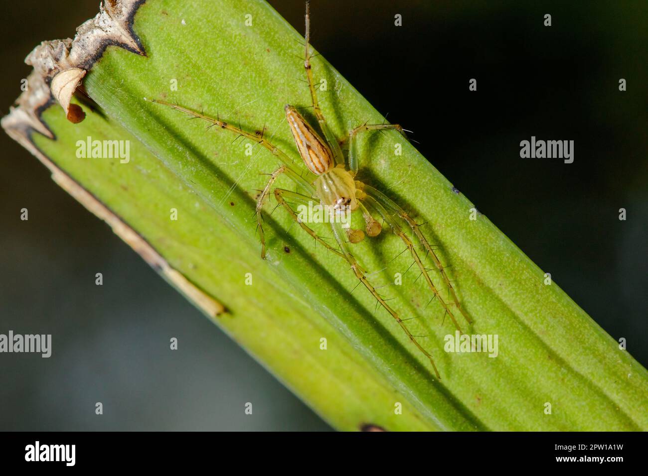 Oxyopes javanus Throll sulle foglie può saltare a prendere preda. Foto Stock