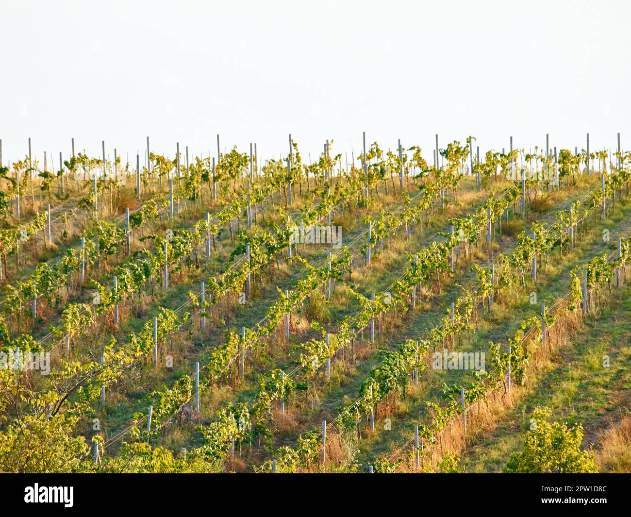 Vista drone del vigneto della pianta dell'uva o del terreno agricolo  frutticolo per la sostenibilità, la crescita e lo sviluppo del vino.  Campagna sostenibile gra Foto stock - Alamy