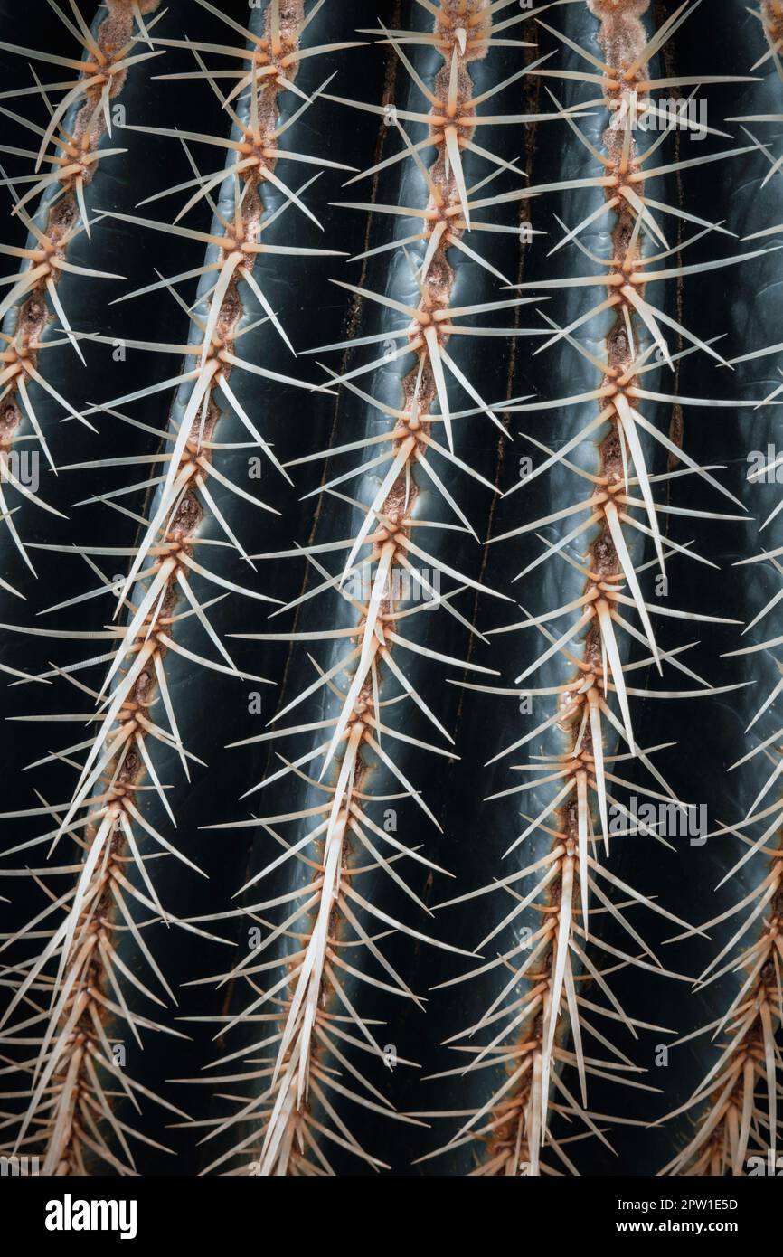 Natura sfondo. Forma geometrica di un closeup di cactus prickly. Piante esotiche Foto Stock