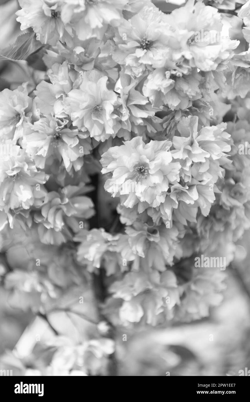 sakura rosa fiore su albero primaverile fiorente. fiori giapponesi. Foto Stock