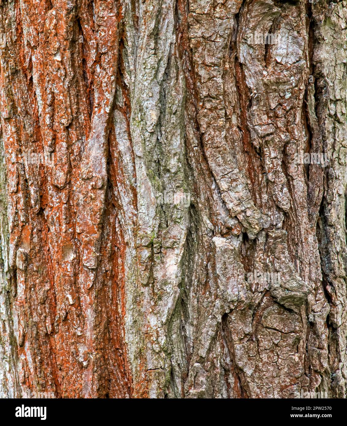 Sfondo della corteccia di Sophora. Particolare della corteccia di Sophora - nome latino - Sophora japonica pendula. Foto Stock