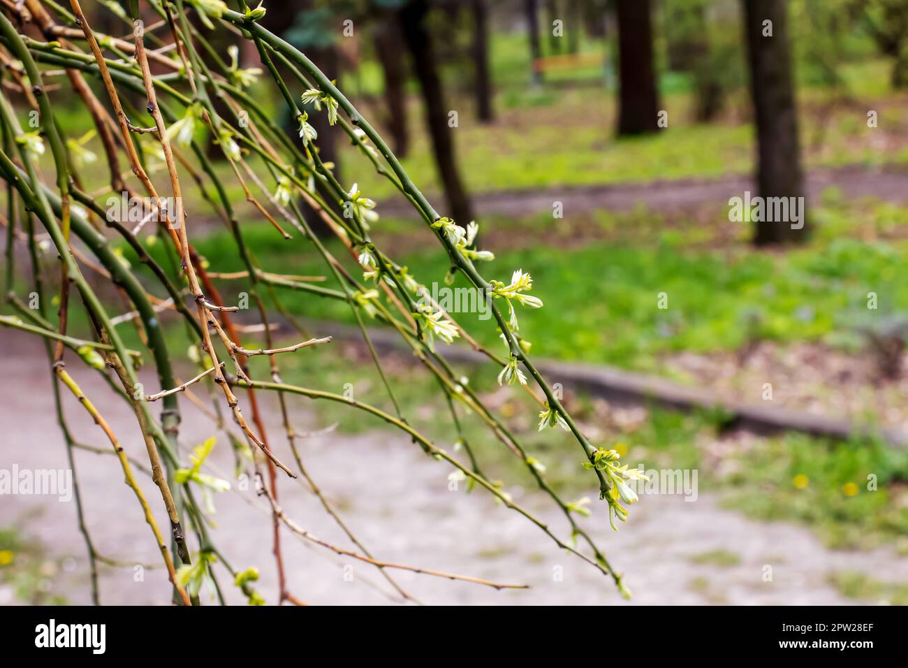 Pagoda giapponese piangente con rami con fiori primaverili. Nome latino Sophora japonica pendula Foto Stock