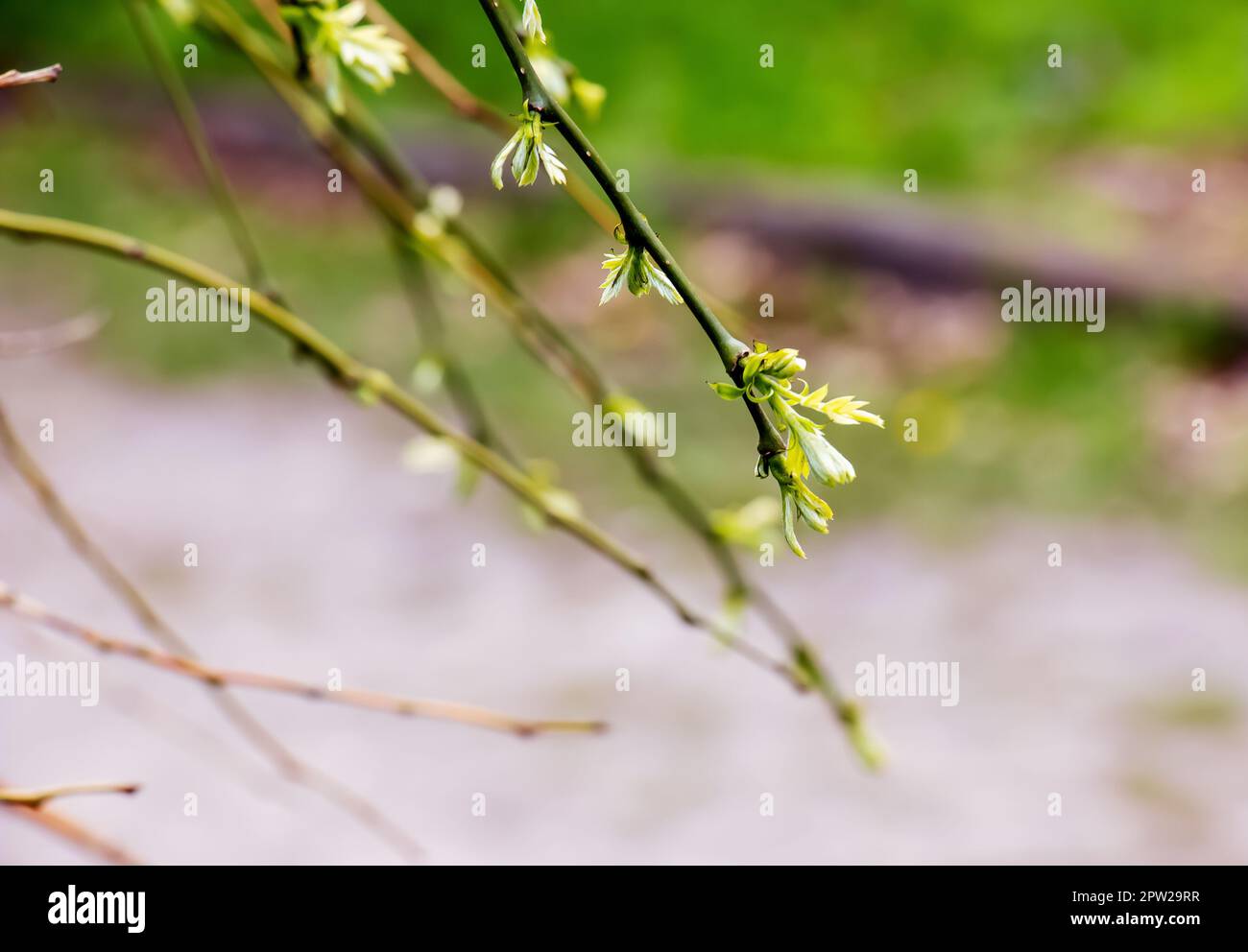 Pagoda giapponese piangente con rami con fiori primaverili. Nome latino Sophora japonica pendula Foto Stock