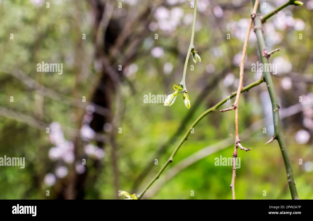 Pagoda giapponese piangente con rami con fiori primaverili. Nome latino Sophora japonica pendula Foto Stock