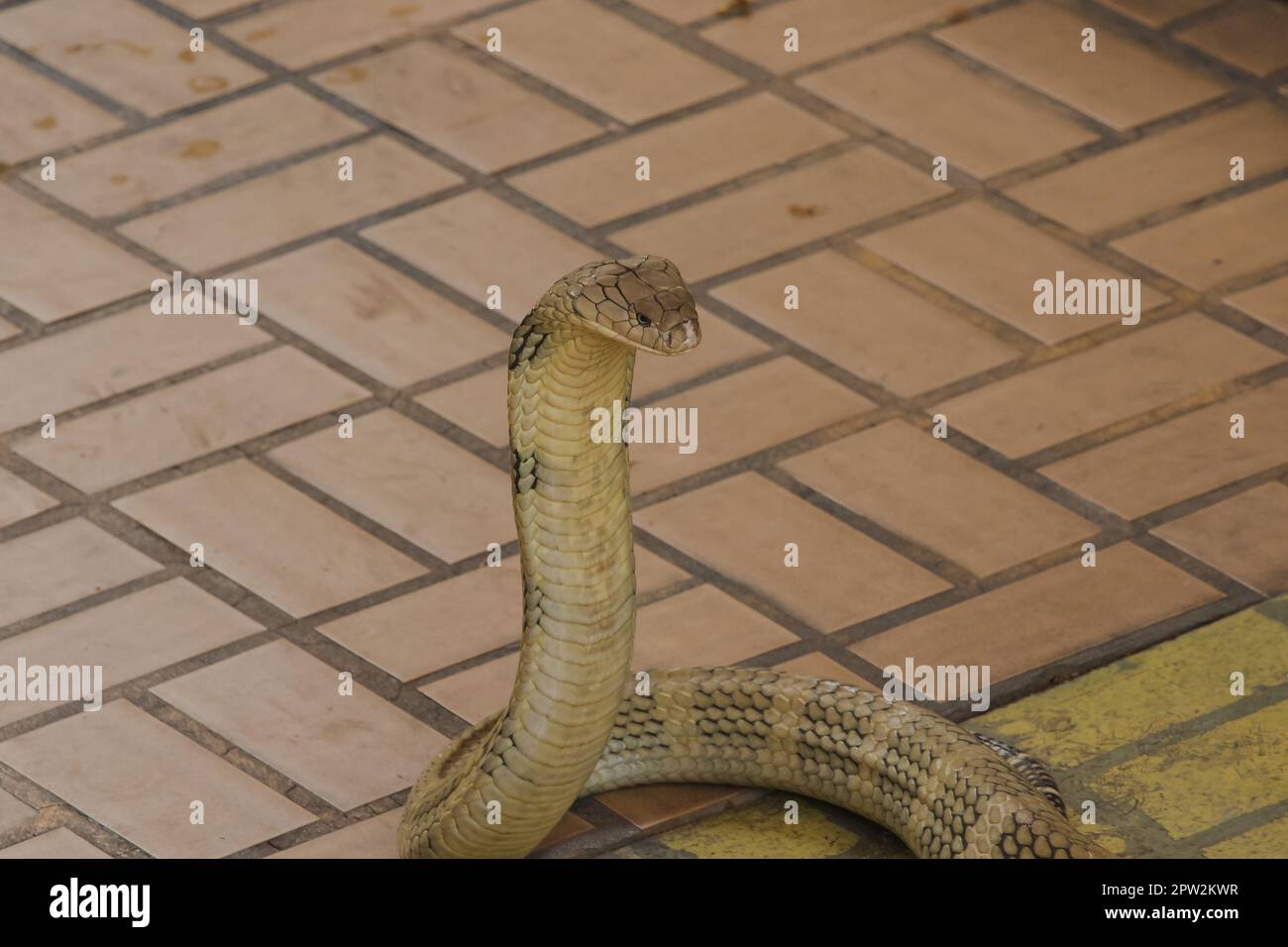Re cobra sta alzando la testa. Il re cobra è il serpente velenoso più lungo del mondo. Foto Stock
