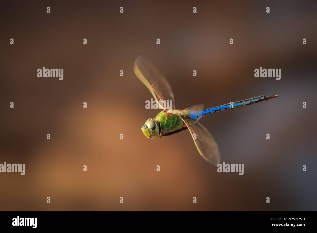 Darner Verde comune (Anax junius) in volo Foto Stock