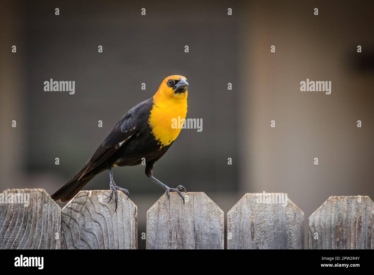 Blackbird dal capo giallo appollaiato su una recinzione sul cortile Foto Stock