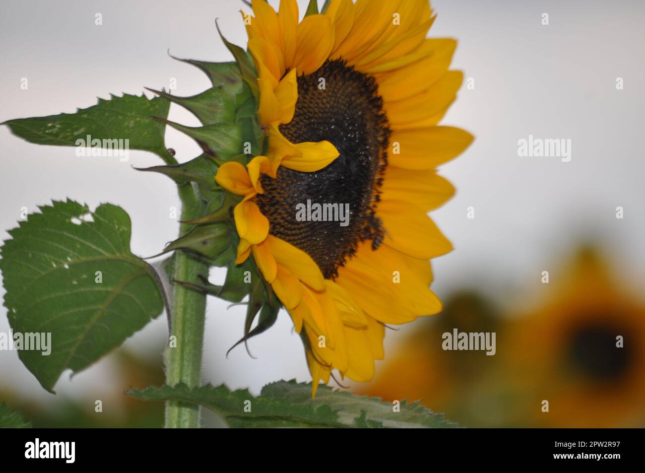 Alla ricerca del sole Foto Stock