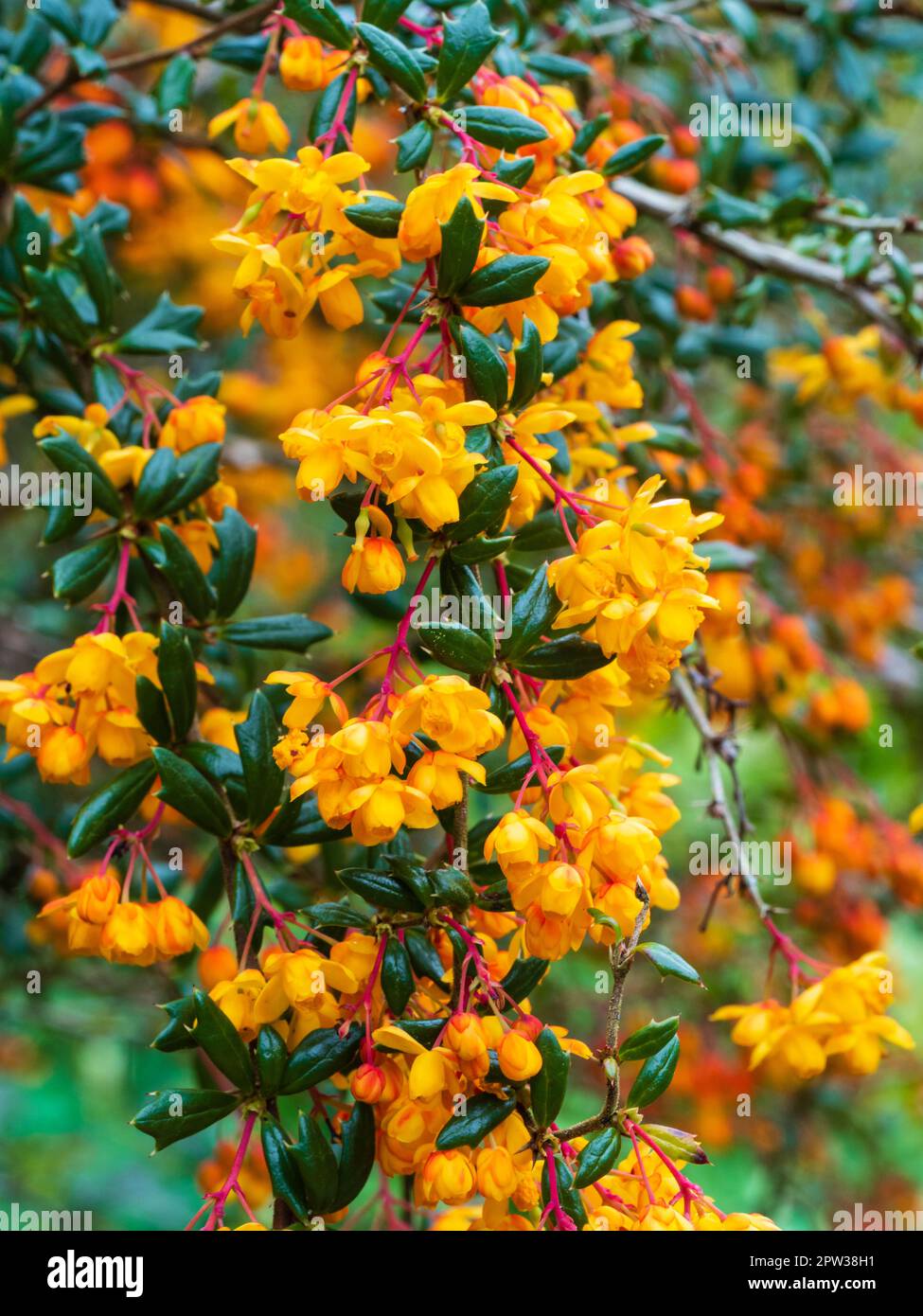 Fiori di primavera arancio dell'arbusto sempreverde, Berberis x stenophylla 'Corallina Compacta' Foto Stock
