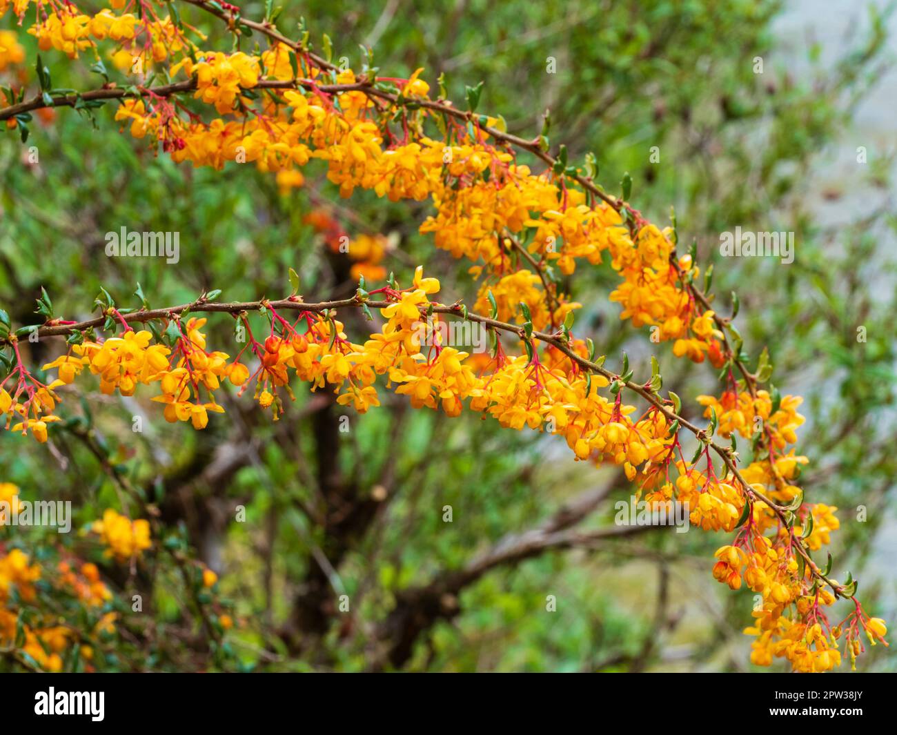Fiori di primavera arancio dell'arbusto sempreverde, Berberis x stenophylla 'Corallina Compacta' Foto Stock