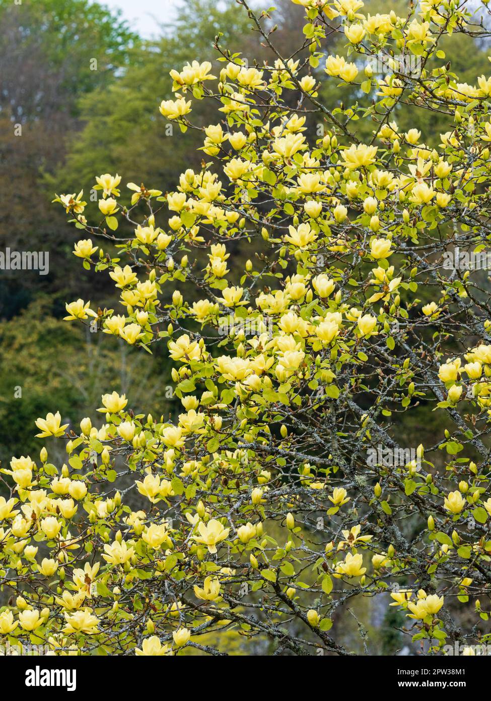 Fiori gialli primaverili dell'albero da giardino ornamentale duro e deciduo, Magnolia 'Lois' Foto Stock