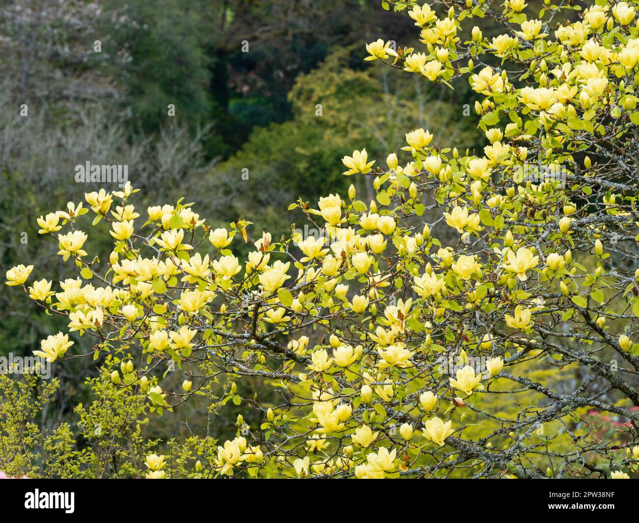 Fiori gialli primaverili dell'albero da giardino ornamentale duro e deciduo, Magnolia 'Lois' Foto Stock