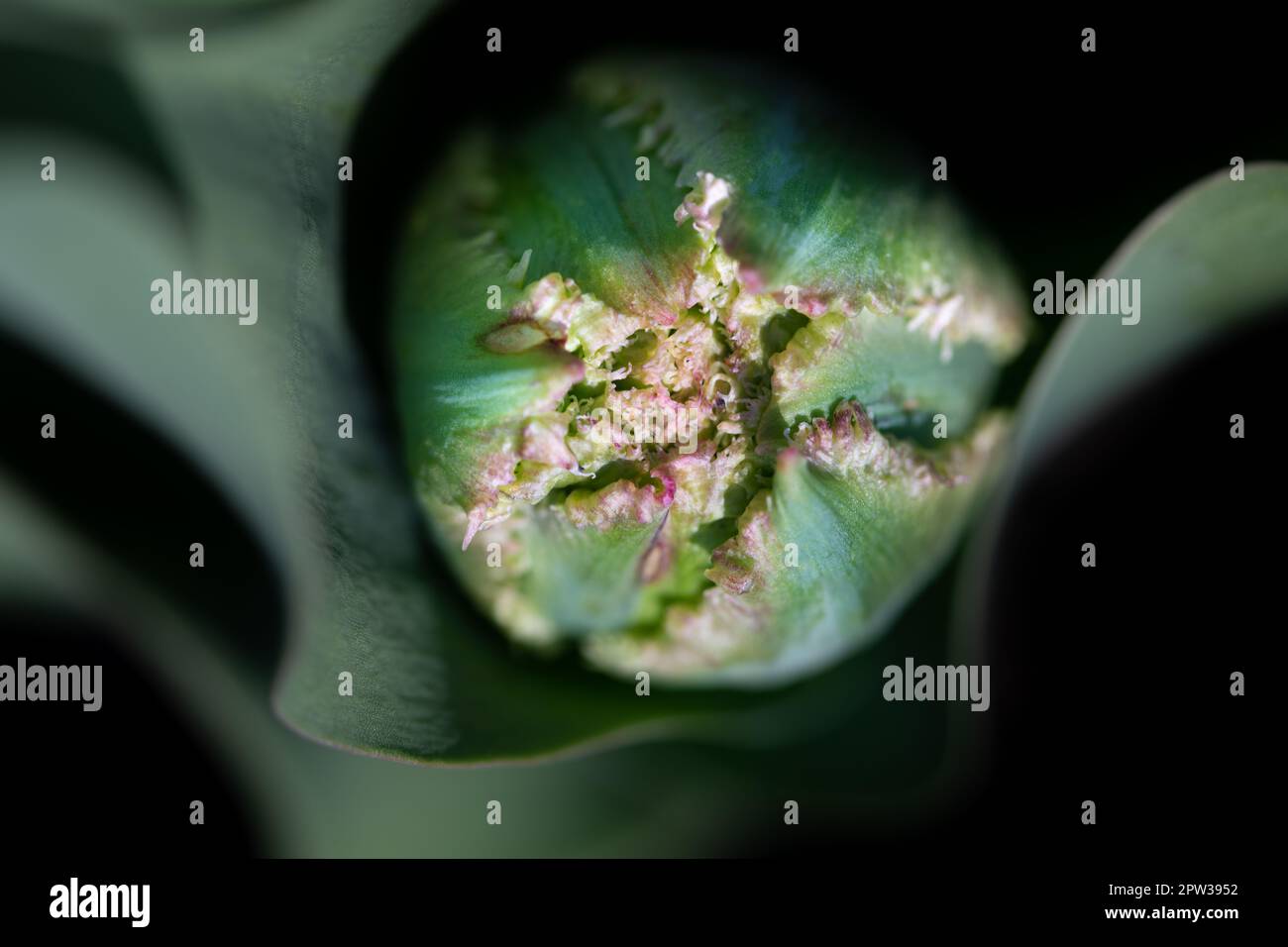 Primo piano del germoglio di un tulipano ancora chiuso dall'alto. Il bocciolo verde è incorniciato da petali di tulipano verde. Lo sfondo è nero. Foto Stock